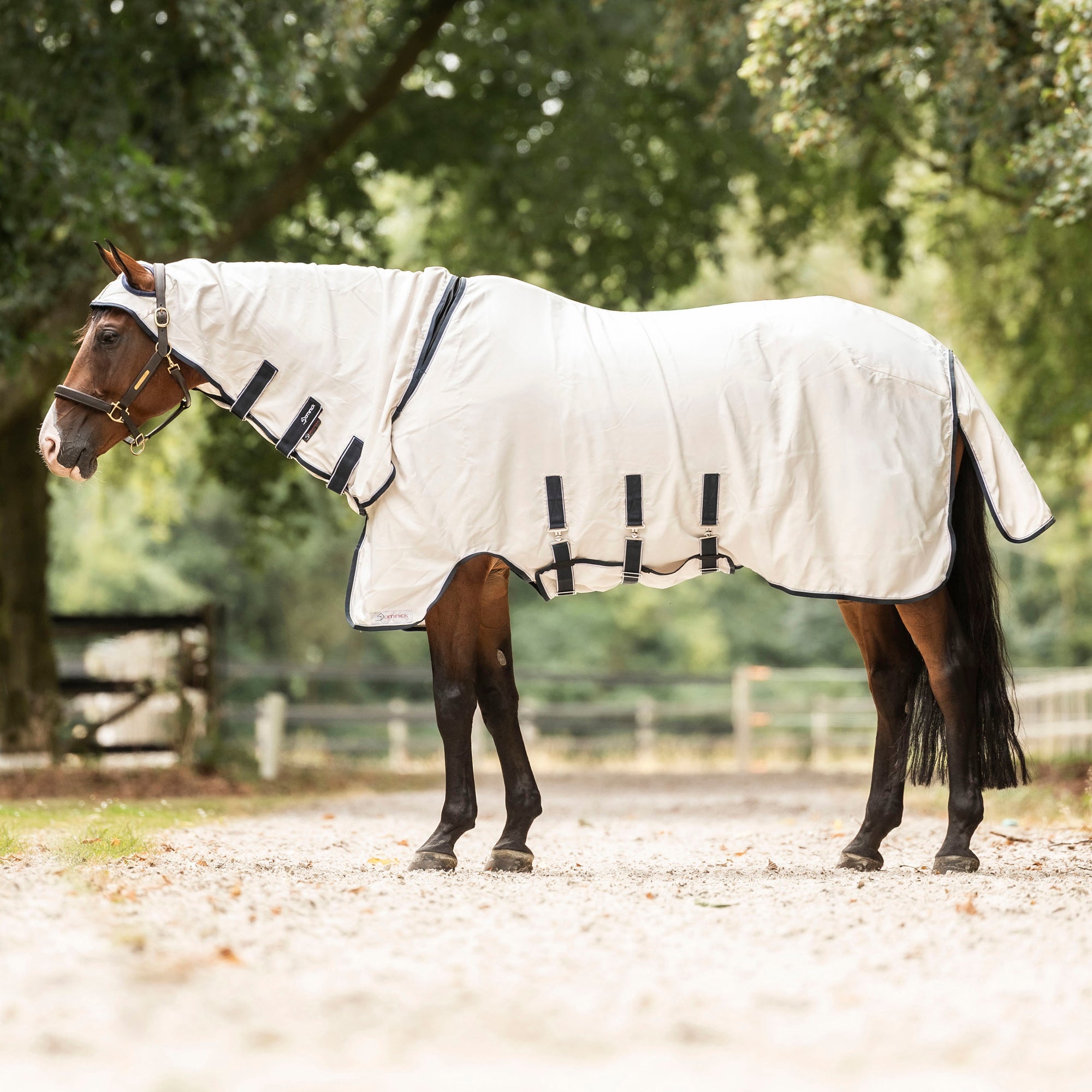 Dominick Sweet Itch Rug Elastic