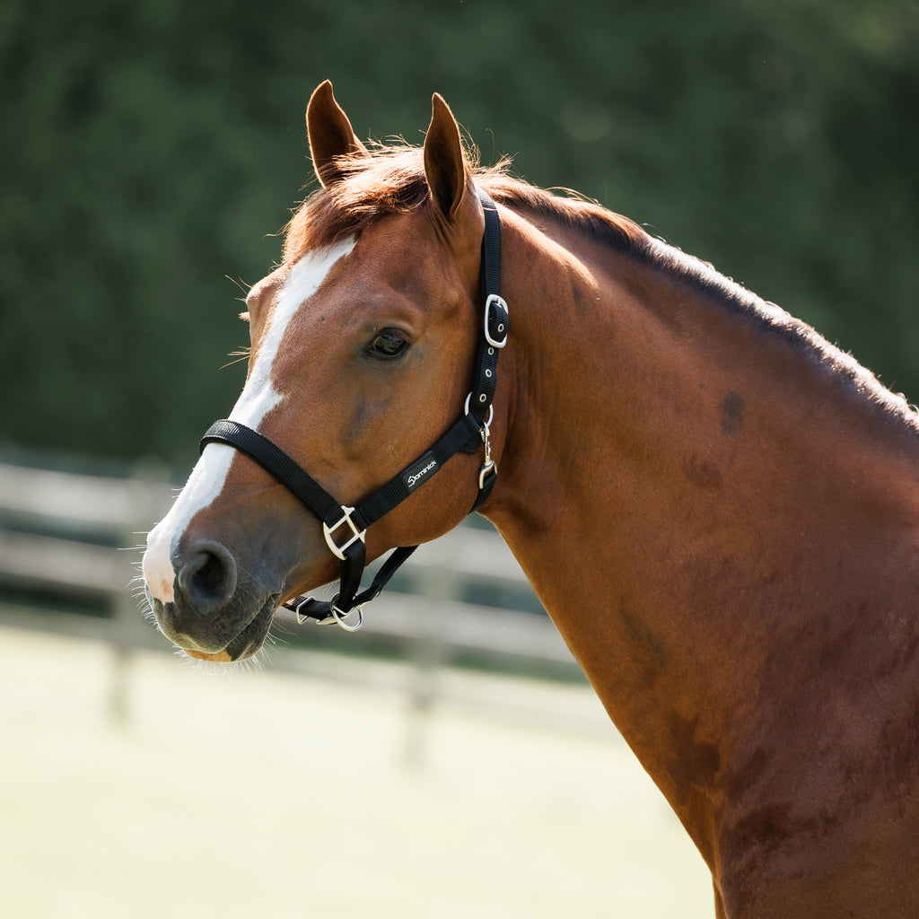 Dominick Headcollar