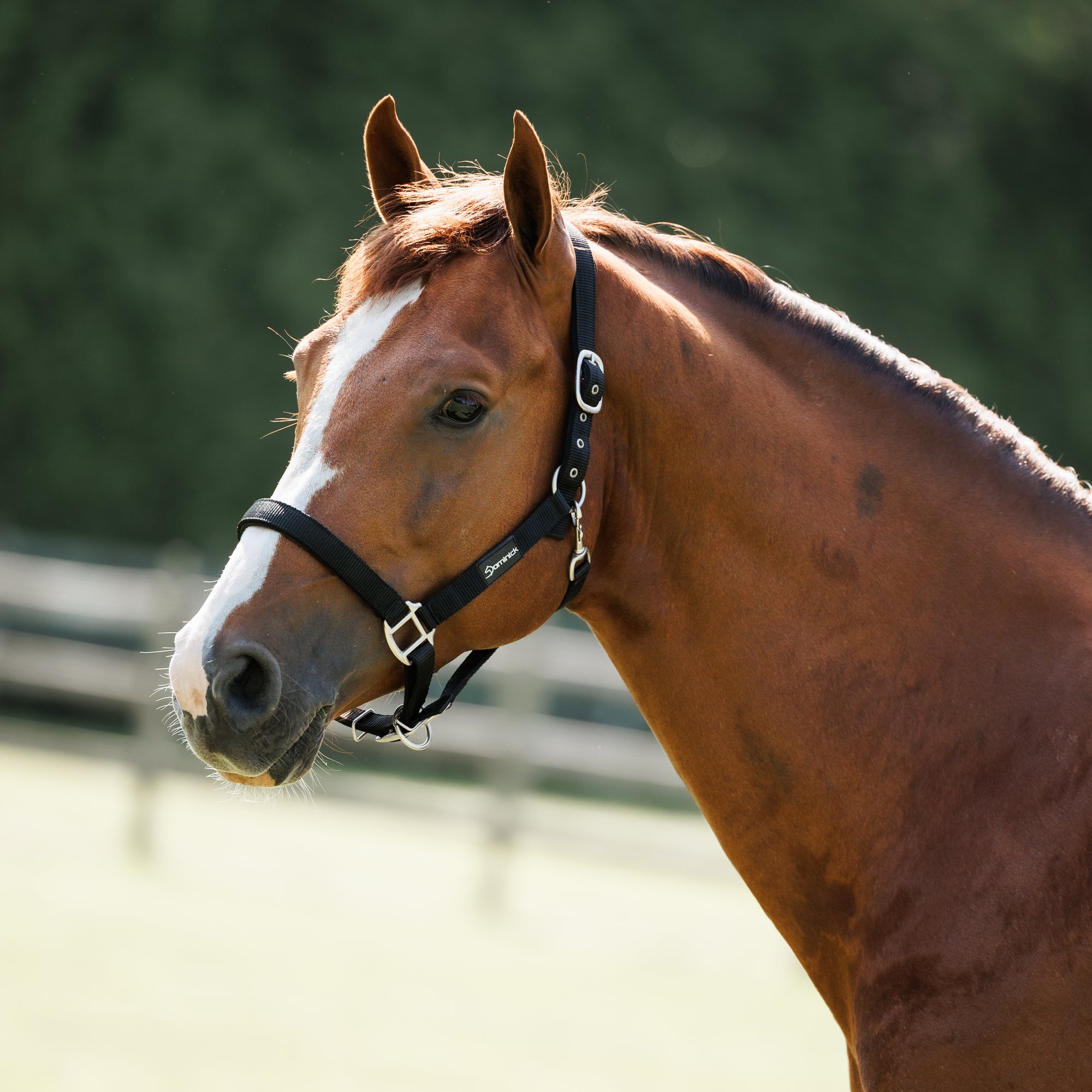 Dominick Headcollar
