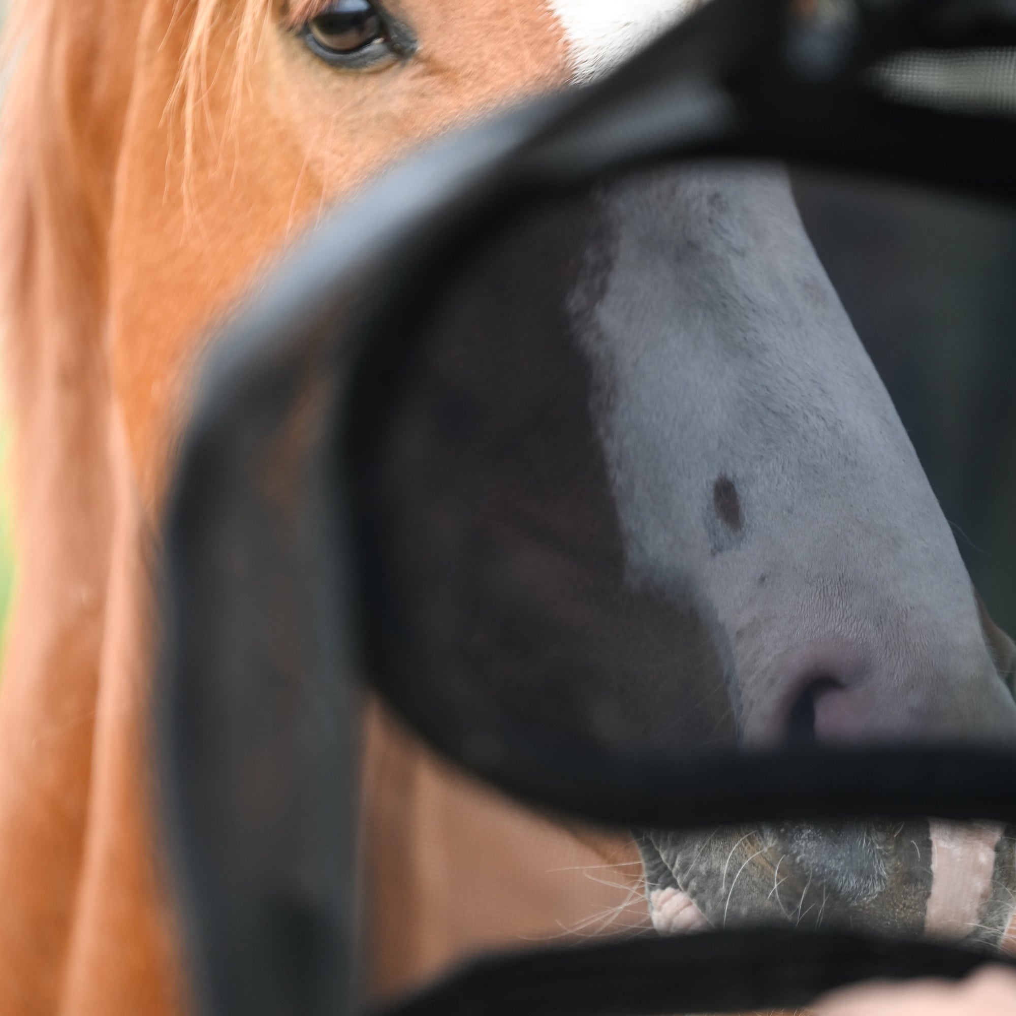 Dominick Fly Mask UV-Defender